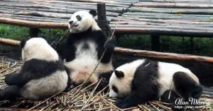 panda13