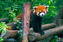 panda14