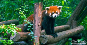 Red Panda standing on a platform. Red Panda standing on a platform.