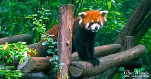 panda14