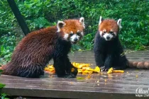 panda15
