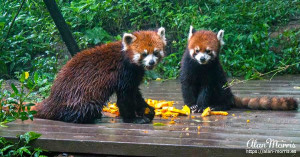 Two Red Panda standing on a platform eating fruit. Two Red Panda standing on a platform eating fruit.