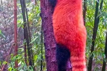 panda16