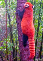 Red Panda climbing a tree. Red Panda climbing a tree.