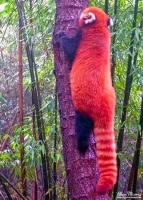 panda16