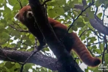 panda17