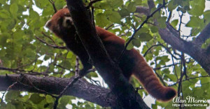 Red Panda in a tree top. Red Panda in a tree top.