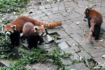 panda18