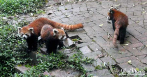 Three Red Panda playing. Three Red Panda playing.