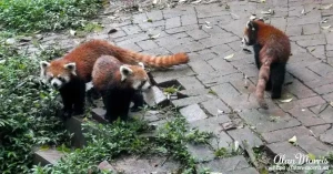 panda18
