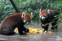 panda19