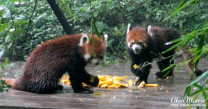 Two Red Panda eating fruit. Two Red Panda eating fruit.