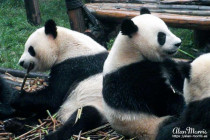 Two Giant Pandas sitting back to back eating bamboo