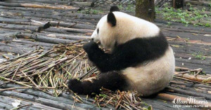 Giant Panda eating bamboo. Giant Panda eating bamboo.