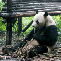 A Giant Panda eating bamboo. A Giant Panda eating bamboo.