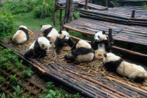 Group of giant pandas eating bamboo.