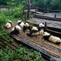 Group of giant pandas eating bamboo. Group of giant pandas eating bamboo.