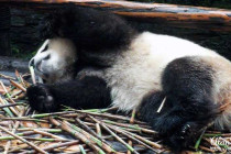 Giant Panda eating bamboo.