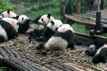 Group of Giant Panda eating bamboo.