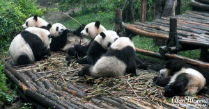 Group of Giant Panda eating bamboo. Group of Giant Panda eating bamboo.