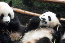 Giant Panda lying on its back eating bamboo.