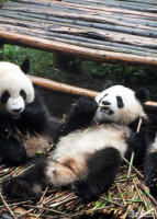Giant Panda lying on its back eating bamboo. Giant Panda lying on its back eating bamboo.
