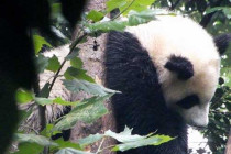 Giant Panda sleeping.