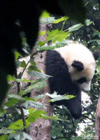 Giant Panda sleeping. Giant Panda sleeping.
