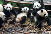 pandas