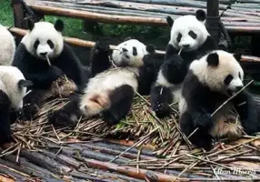 pandas