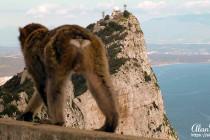Monkey on the Rock of Gibraltar.
