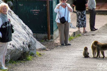 Jean Morris near a family of Monkeys.