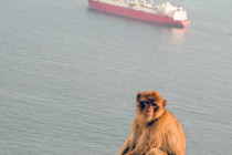 A monkey sat on a wall at the top of the Rock of Gibraltar.
