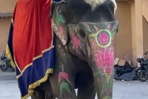 jaipur03