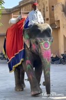 jaipur03