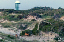 Deer looking for food in the dunes on Jekyll Island in Georgia.