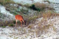 jekyll island05