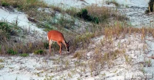 jekyll island05