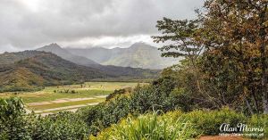 Farmed fields in a valley on Kauai