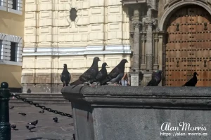 Pigeons sitting in a fountain. Pigeons sitting in a fountain.