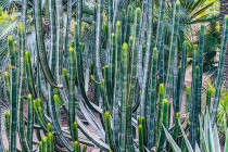 cacti1