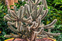 cacti2