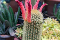 cacti3