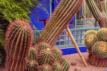 cacti4