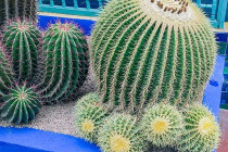cacti5
