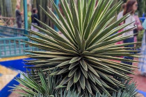 cacti6