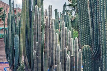 cacti7