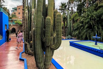 cacti8