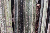 Cactus with signatures carved in it.