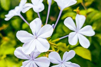 flowers1